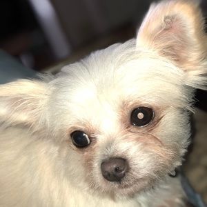 Meet your Posher, Allie